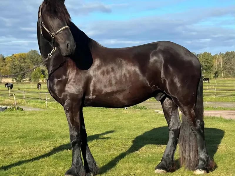 Sirius fan Noordster