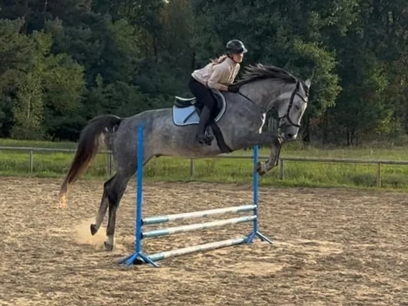 Excellent show jumping gelding with good height and a charming temperament!