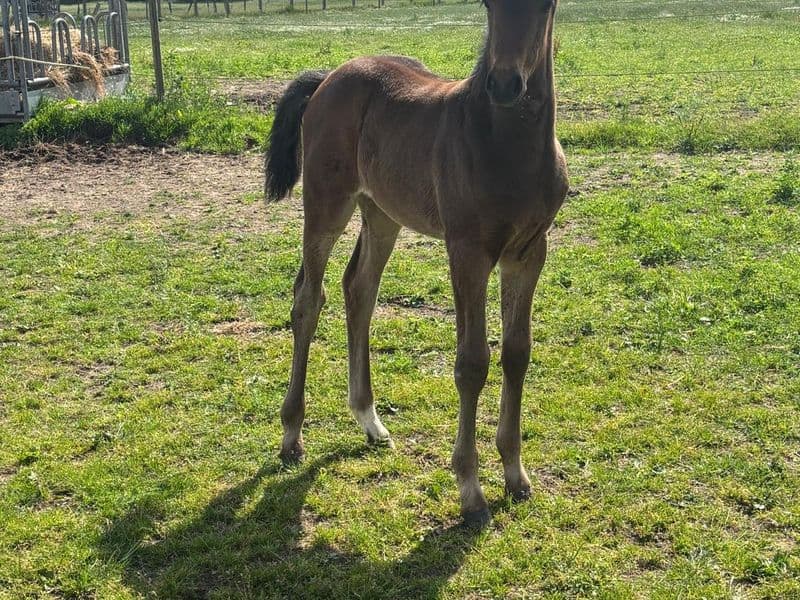 veulen Django x canturo